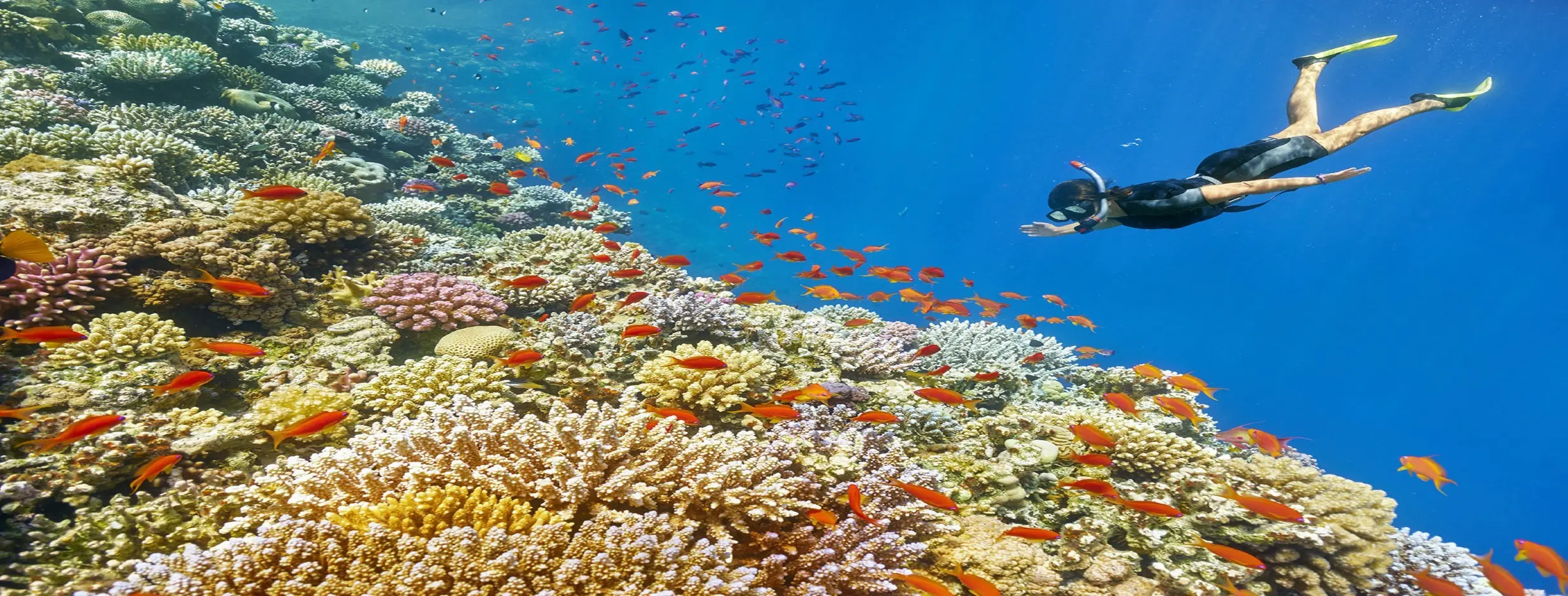 Image for Island Snorkeling